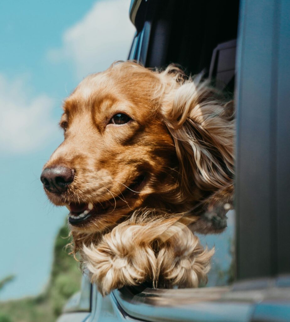 roadtrip met je puppy