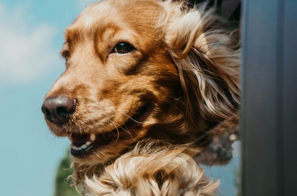 roadtrip met je puppy