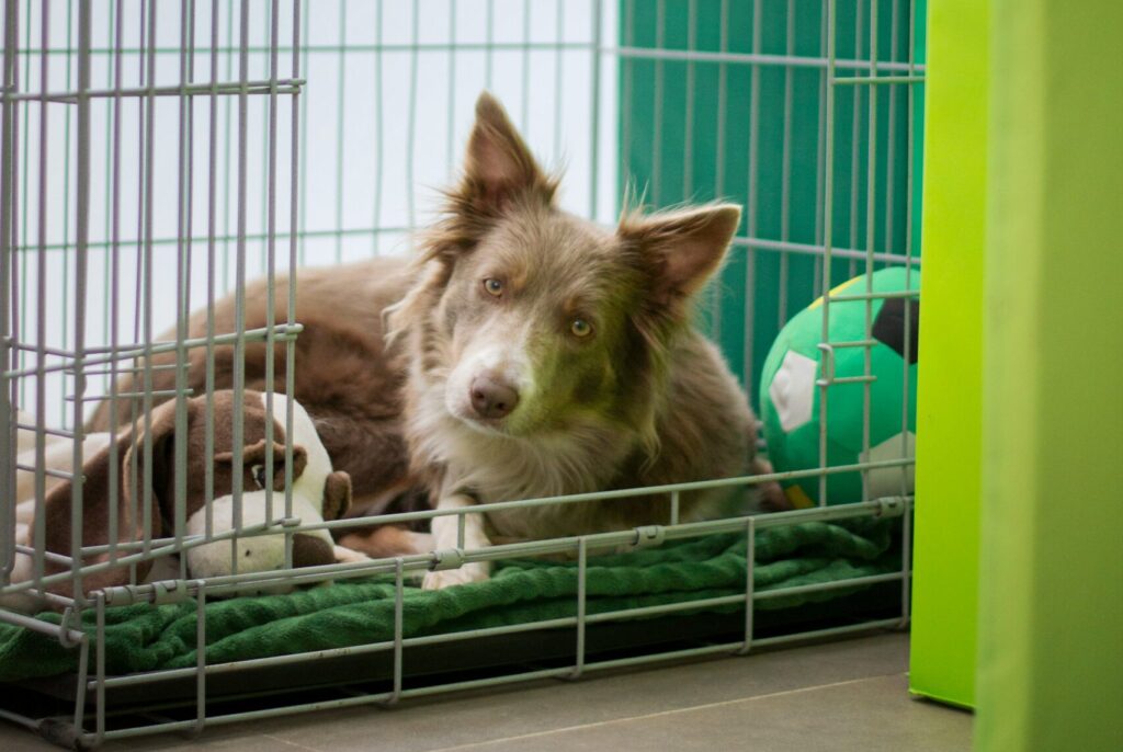 de ideale hondenbench waar jouw hond zich thuis voelt