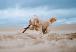 Bewegen met je puppy Off the Leash