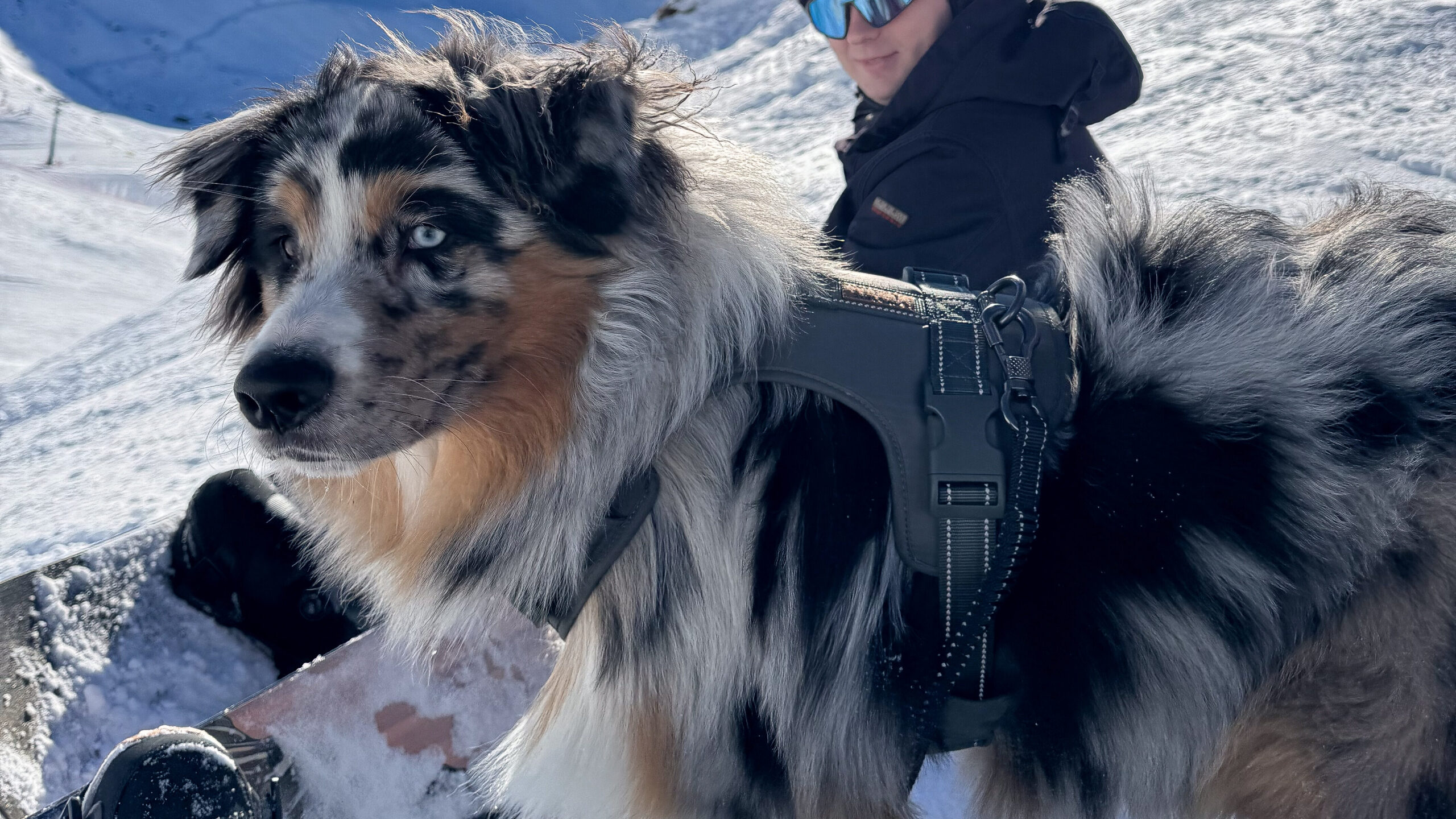 Hond op de piste in Zwitserland