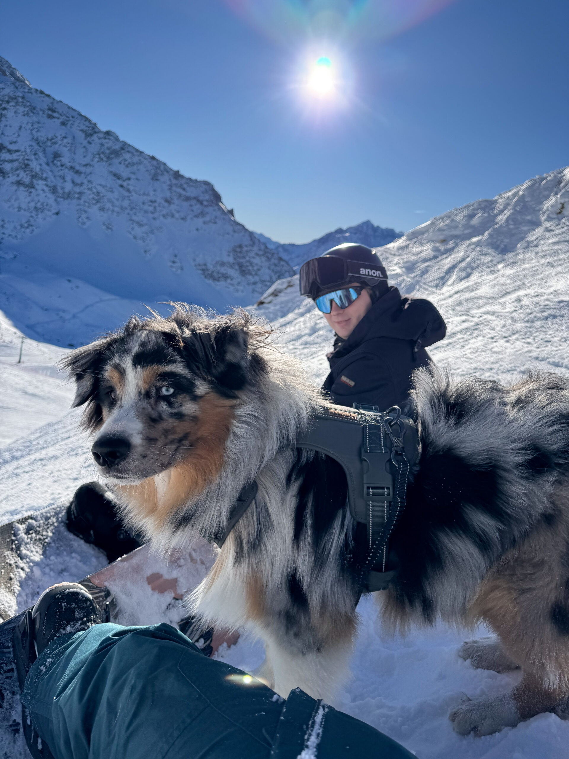 Hond op de piste in Zwitserland